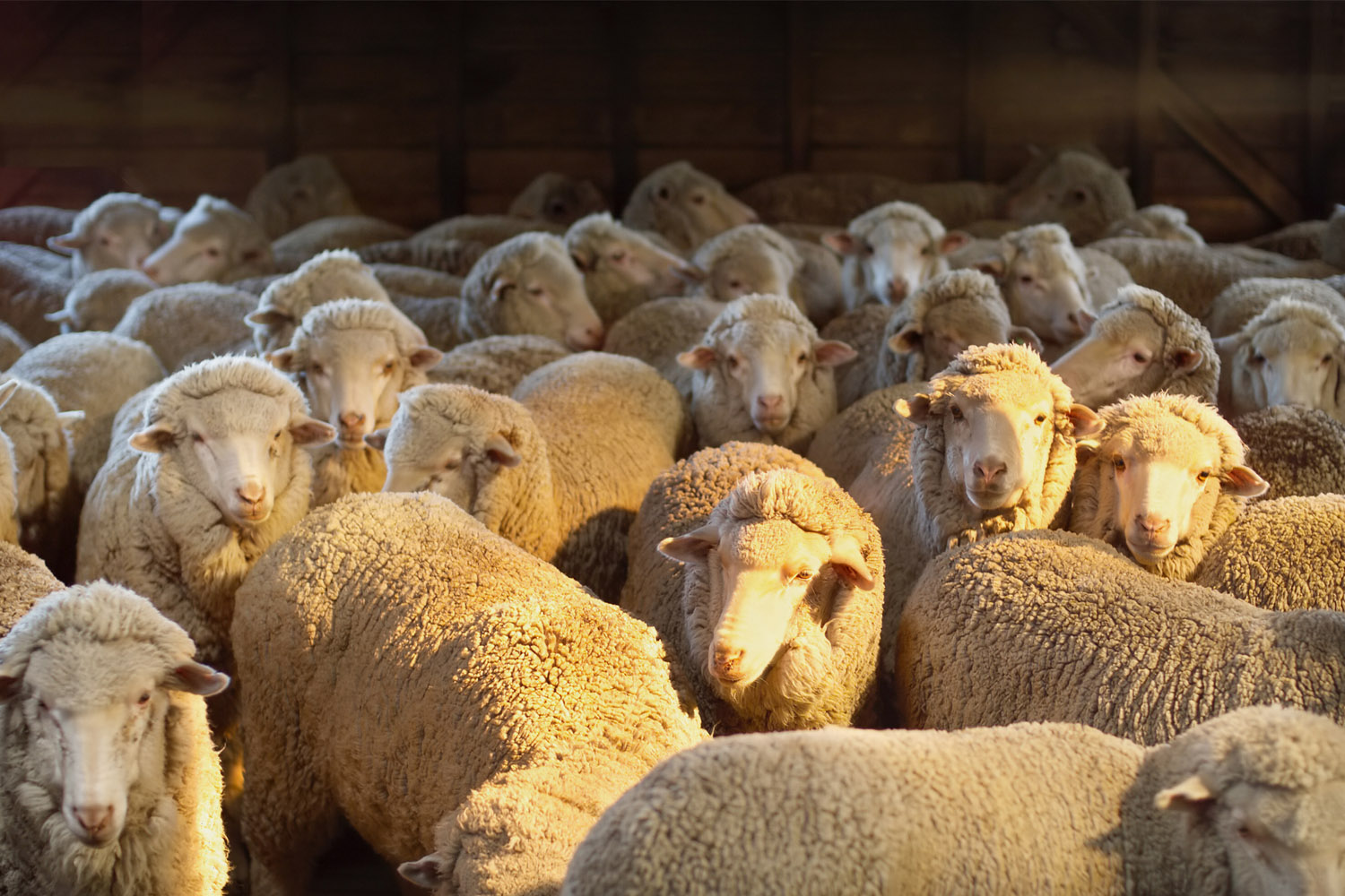 Sheep in shed.