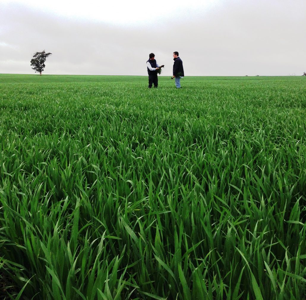 Crop Advice Kojonup Agricultural Supplies