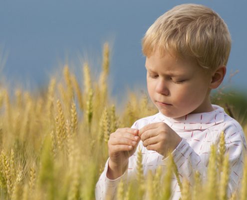 Young boy inspecting grain.
