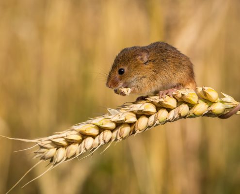 Rat feasting on crop.
