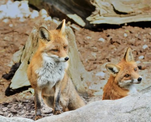 Feral fox and cub.