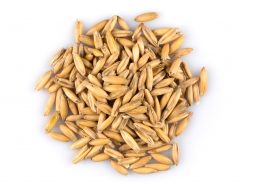 Close-up of wheat grains.